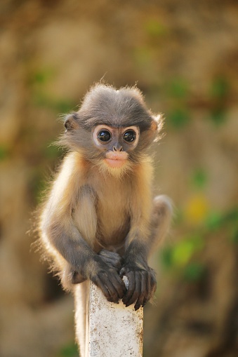 Young dusky leaf monkey sit down on the fence