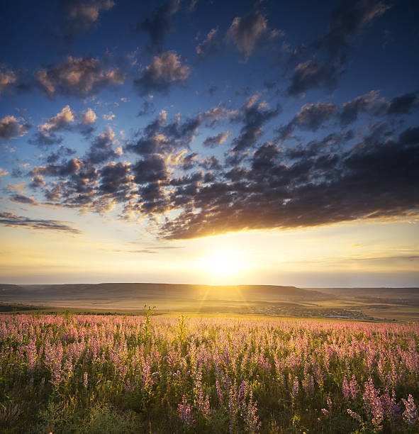 istock Spring meadow of flowers. 515273171