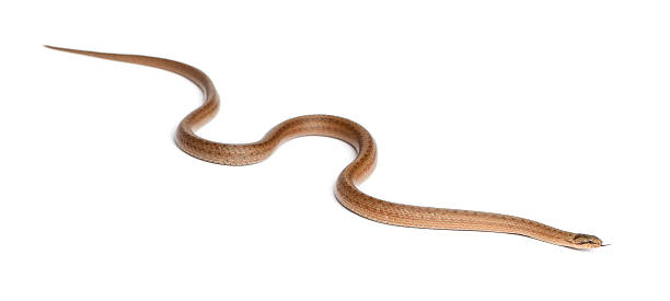istock Smooth snake, Coronella austriaca, in front of white background 515273740