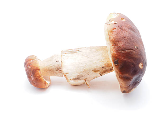 istock king boletus mushrooms on a white background 515274451