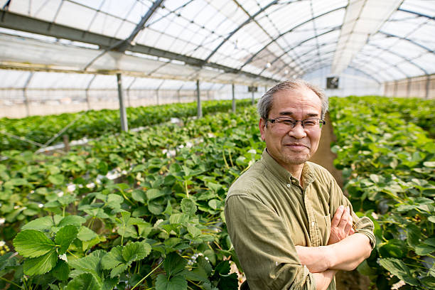 istock Senior farmer standing in his greenhouse 515274698