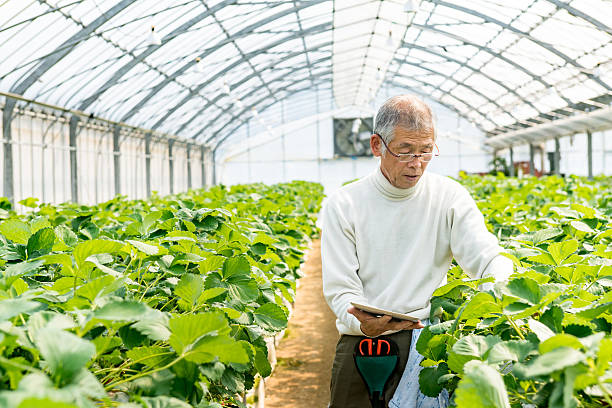istock Mature farmer with a tablet computer in a greenhouse 515275006