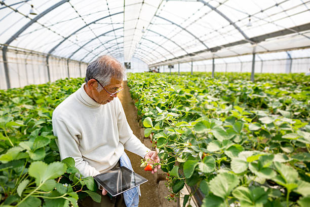 istock Mature farmer with a tablet computer in a greenhouse 515275152