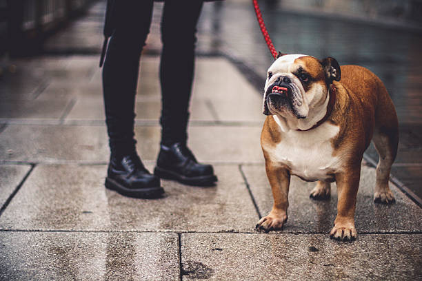 istock Bulldog and Owner, Close-up 515275814