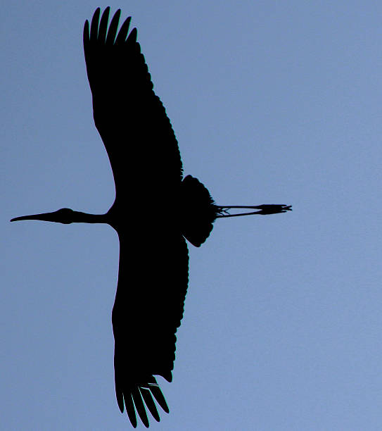heron pássaro voando - silhoute - fotografias e filmes do acervo