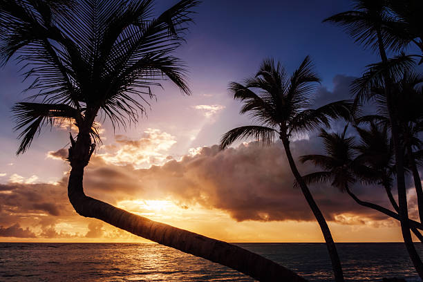 istock Tropical Sunrise or Sunset  at Palm Beach 515276712