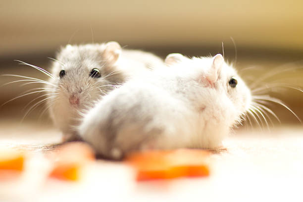 istock pair of small Hamster Jungar 515277194