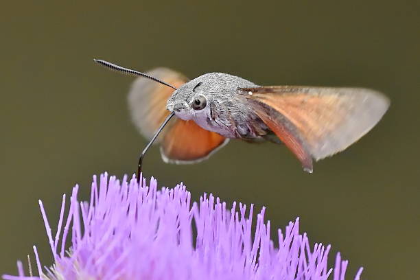 Hummingbird Hawkmoth Hovering Over A Flower Macroglossum Stell Stock Photo  - Download Image Now - iStock