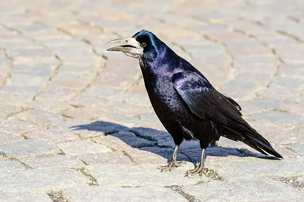 Rook (Corvus frugilegus), here seen at a city street walking around and looking for food.