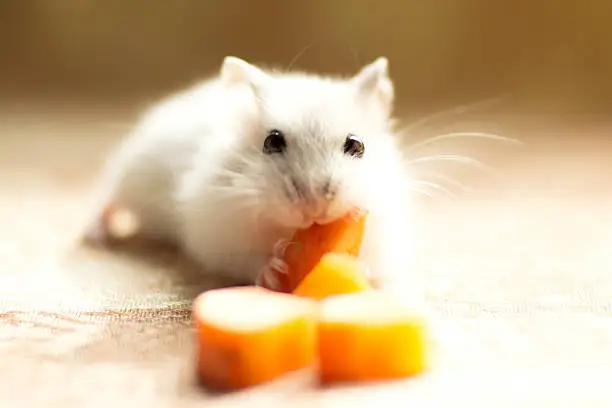 Jungar little hamster gnaws a carrot