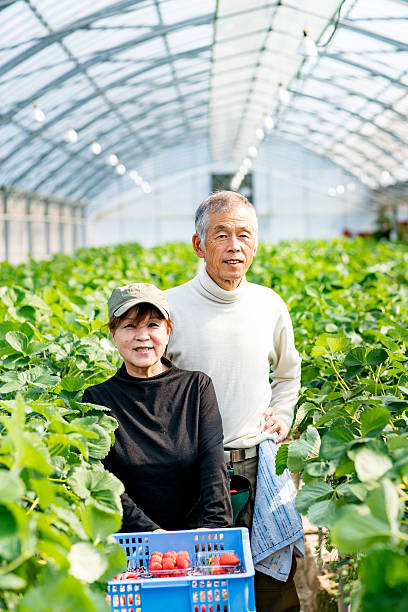 istock Mature farmers in a greenhouse 515277650