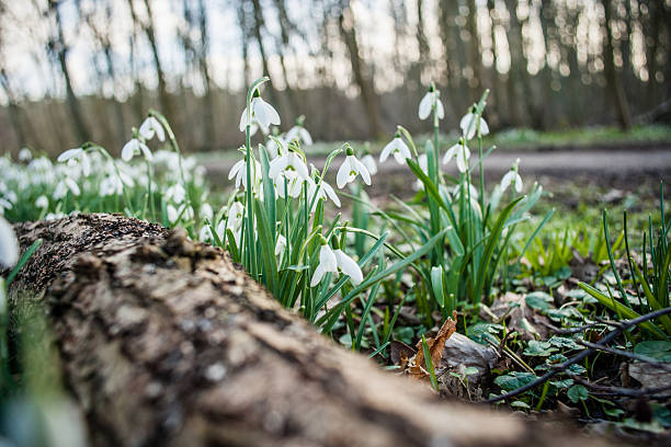 istock Bunch of Snowflake or Snowdrop flower in bloom 515277720