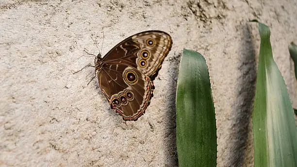 Tropical Butterfly is resting  close-up, at stone in indoor garden