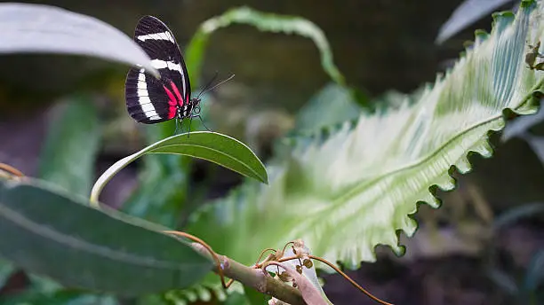 Tropical Butterfly is resting  close-up, at plant at indoor garden