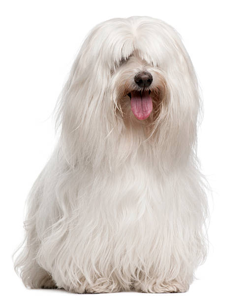 Maltese, 8 years old, sitting in front of white background Maltese, 8 years old, sitting in front of white background shaggy fur stock pictures, royalty-free photos & images