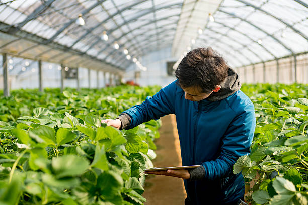 junge wissenschaftler mit einem tablet-pc in einem gewächshaus - greenhouse stock-fotos und bilder