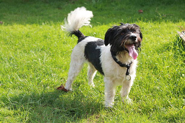 kleine terrier - film tails stock-fotos und bilder