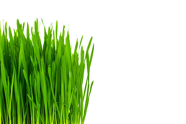 istock Fresh green wheat grass isolated on white background 515279327