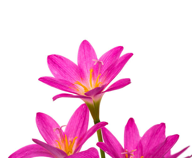 istock Beautiful pink flowers isolated on white background 515279435