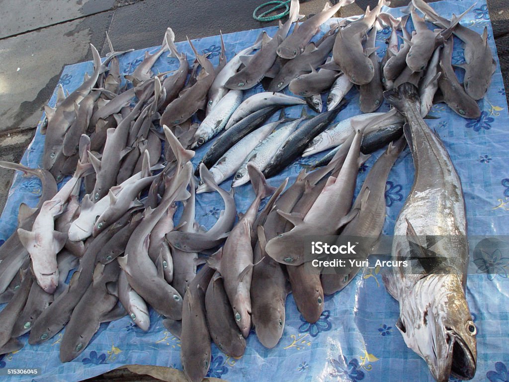 It's been a good day of fishing! Shot of caught sharks lying on a pier Shark Stock Photo