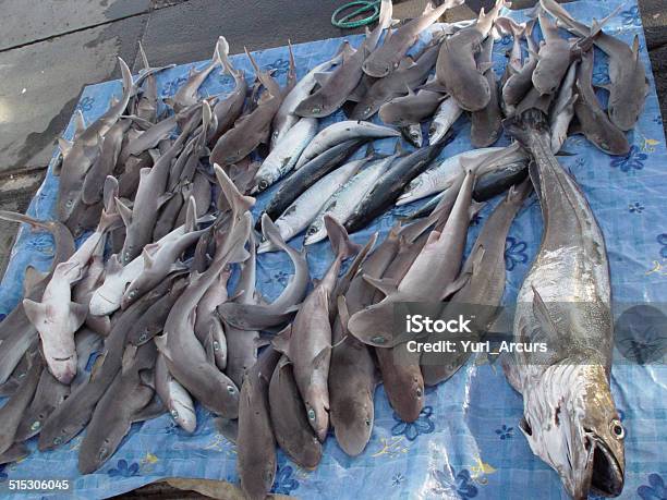 Its Been A Good Day Of Fishing Stock Photo - Download Image Now - Shark, Animal Fin, Dorsal Fin