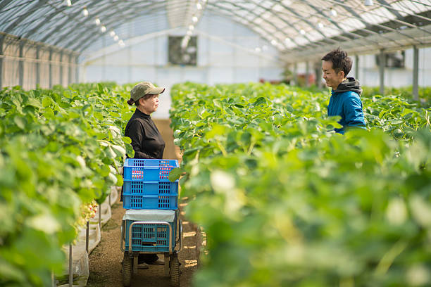 istock Two generations of farmers talking 515306470
