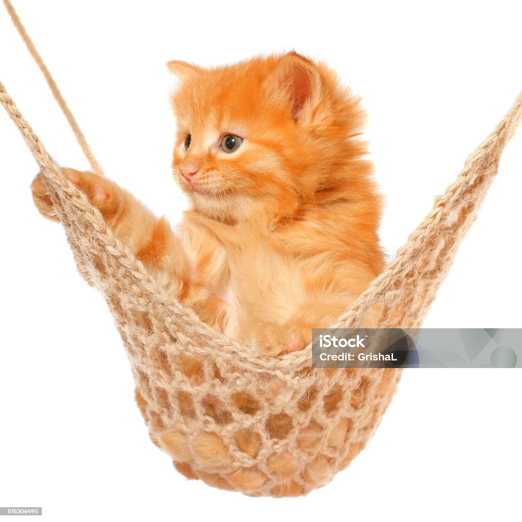 Cute red haired kitten lay in hammock Cute red haired kitten lay in hammock on a white background. Animal Stock Photo