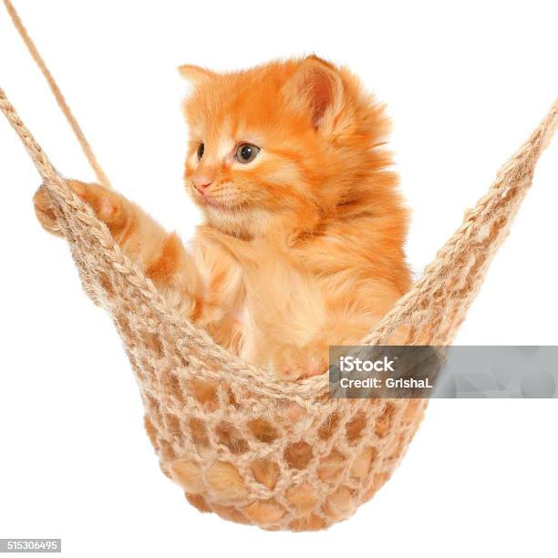 Cute Red Haired Kitten Lay In Hammock Stock Photo - Download Image Now - Animal, Comfortable, Cute