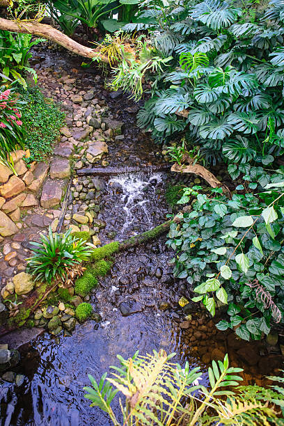 istock Wonderfull tropical garden with several rare orchids 515306694