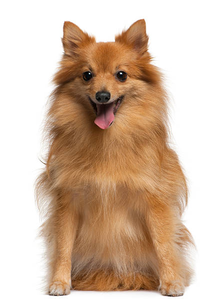 German spitz, 4 years old, sitting , German spitz, 4 years old, sitting in front of white background, spitz type dog stock pictures, royalty-free photos & images