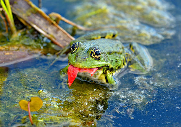 istock Marsh frog in the swamp 515307194