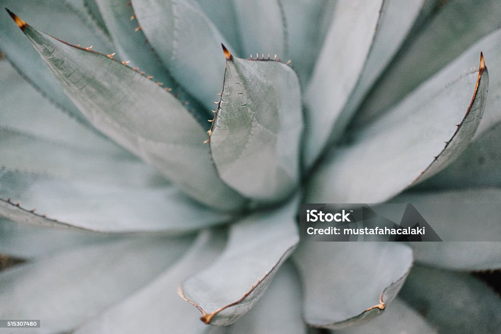 Cactus background Close up of  cactus plant, selective focus. Cactus Stock Photo