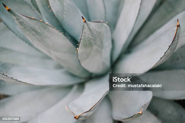 Cactus Background Stock Photo - Download Image Now - Cactus, Succulent Plant, Houseplant