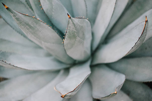 kaktus tle - cactus flower single flower plant zdjęcia i obrazy z banku zdjęć