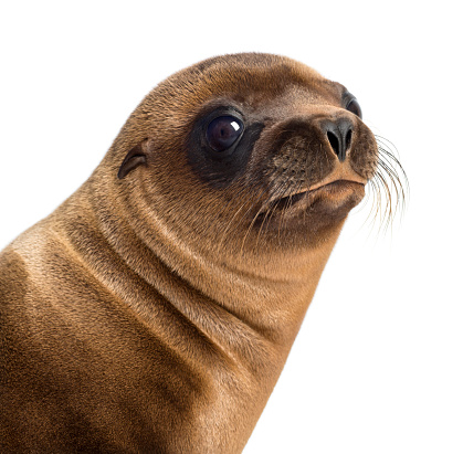 Close-up of a Young California Sea Lion, Zalophus californianus, 3 months old against white background