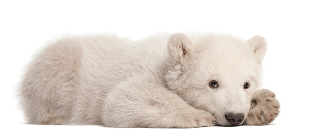 Oso Polar cub, Ursus maritimus, 3 meses de antigüedad, abajo photo