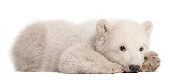 Polar bear cub, Ursus maritimus, 3 months old, lying