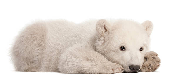 Polar bear cub, Ursus maritimus, 3 months old, lying Polar bear cub, Ursus maritimus, 3 months old, lying against white background polar bear photos stock pictures, royalty-free photos & images