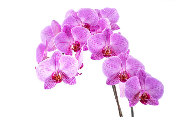 orquídea phalaenopsis a desabrochar com flor risp - orchid flower pink flower head imagens e fotografias de stock