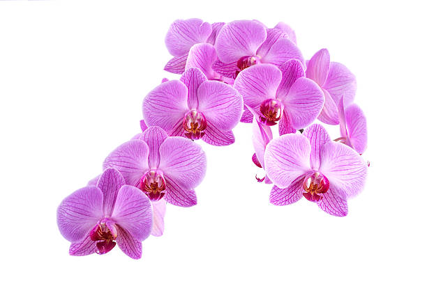 istock Phalaenopsis orchid blooming with blossom risp 515308780