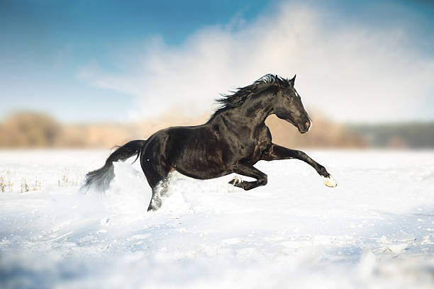 istock Black horse run in the snow 515309392