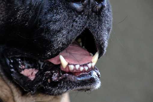 close up of an English Mastiff's mouth