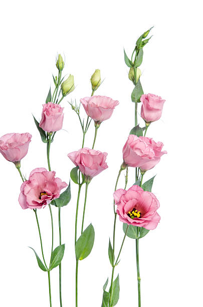 istock Beautiful pink eustoma flowers isolated on white background 515309674