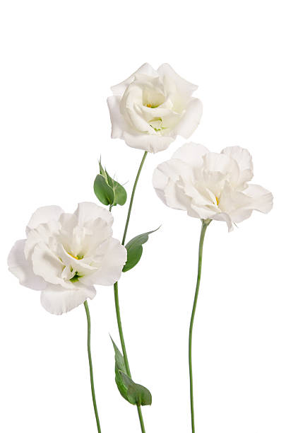 istock Beautiful eustoma flowers isolated on white background 515309688