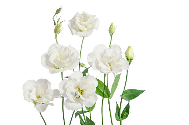 Beautiful eustoma flowers isolated on white background stock photo
