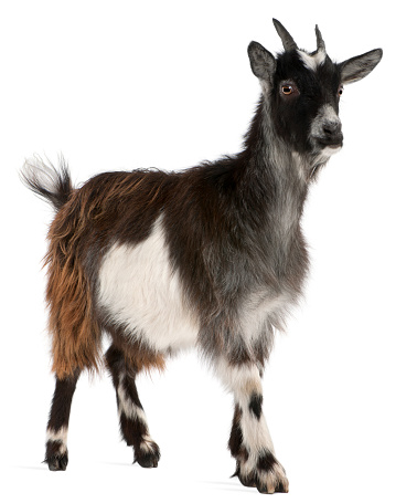 Common Goat from the West of France, Capra aegagrus hircus, 6 months old, in front of white background