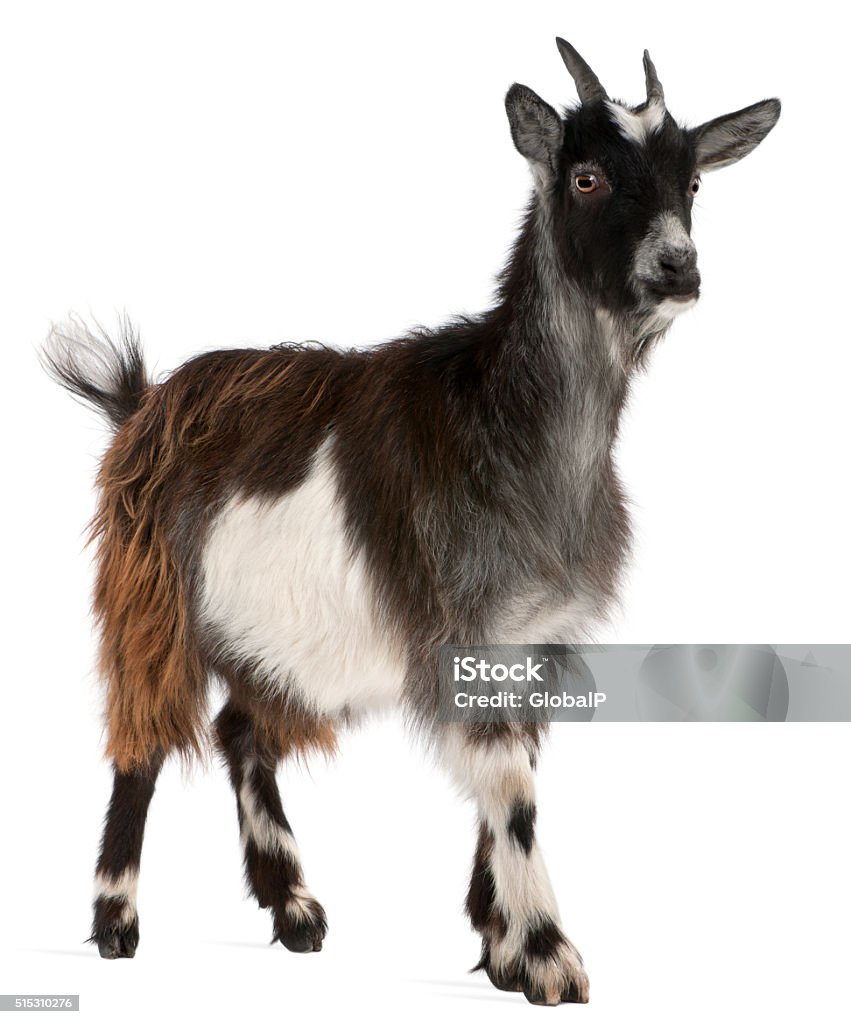 Common Goat from the West of France, Capra aegagrus hircus Common Goat from the West of France, Capra aegagrus hircus, 6 months old, in front of white background Goat Stock Photo