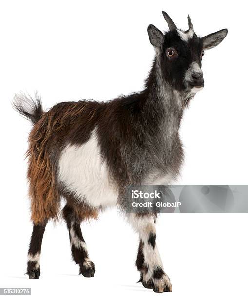 Common Goat From The West Of France Capra Aegagrus Hircus Stock Photo - Download Image Now