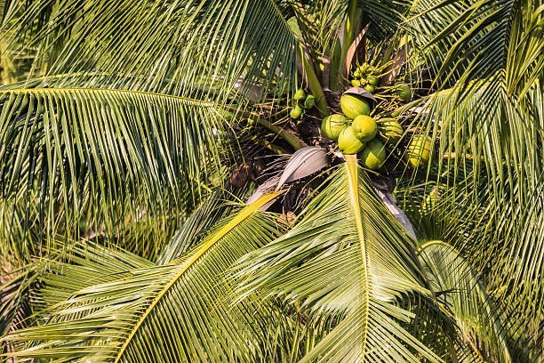 Coconut cluster on coconut tree