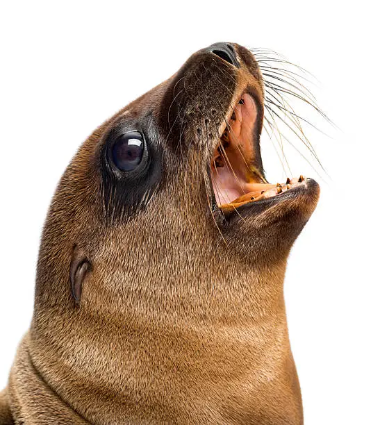 Close-up of a Young California Sea Lion, Zalophus californianus, 3 months old against white background